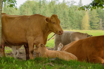 Pretty cows in a Quebec farm in the Canadian coutryside