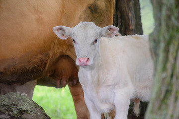 Pretty cows in a Quebec farm in the Canadian coutryside