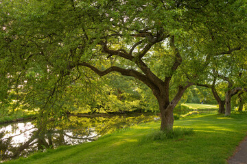 Beautiful landscape of park trees located along the bank of the canal.