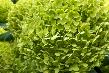 Blooming green hydrangea close up