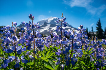 Wildflowers in front of Rainier