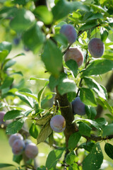 Ripe plum on a tree in the garden at the end of summer