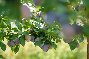 Ripe plum on a tree in the garden at the end of summer