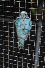  Parrote Net Hd Image Image