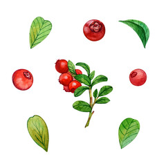 Cowberry branch. Watercolor hand drawn illustration isolated on white background. Print for menu, postcards, textile, other designs.