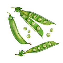 Green peas set. Watercolor hand drawn botanical illustration isolated on white background. For stickers, scrapbooking, textile, print, packaging, garden and shop design.