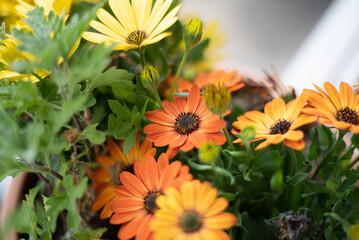 yellow flowers in the garden