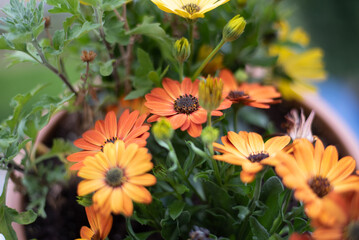 orange and flowers