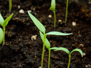 Seedlings of pepper shoots. Growing Pepper