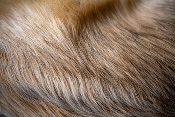 close up of fur