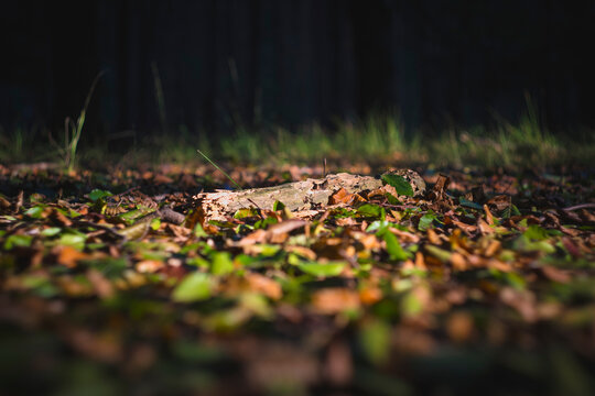 piece of dead wood lying in the early autumn falling leaves during golden hour in the forest