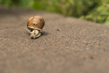 Big snail, Helix pomatia also Roman snail, Burgundy snail, edible snail or escargot.