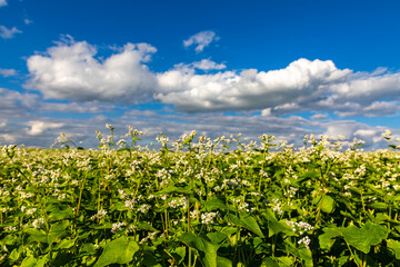 Fototapeta na wymiar Fields with flowering buckwheat on a sunny day. Blooming harvest in the fields.