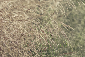 long grass in a meadow