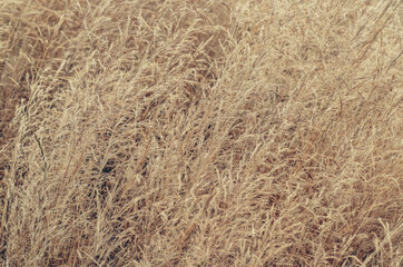 Closeup of ears of wild cereal crops