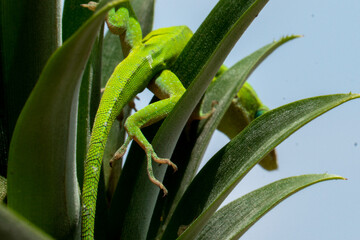 A camouflaged lizard with tropical leaves