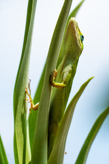 A camouflaged lizard with tropical leaves