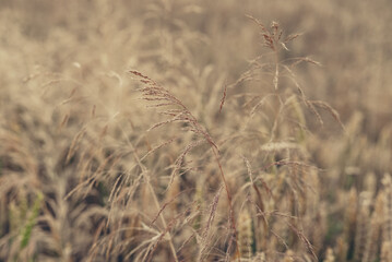 Sunlit decorative golden grass.