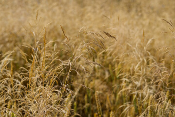 Sunlit decorative golden grass.
