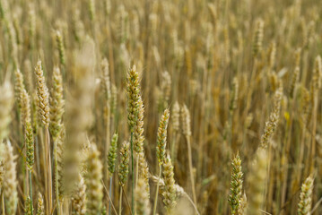 Wheat field with golden spikelets