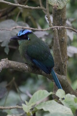 Momotus aequatorialis, Barranquero Coronado Ave emblema de Manizales, Caldas, Colombia. Un pájaro espectacular. 