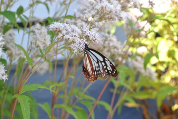 butterfly on a flower