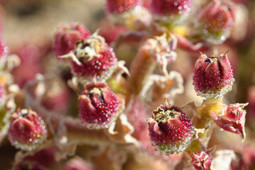 Detail of the withered flowers of Mesembryanthemum crystallinum