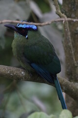 Momotus aequatorialis, Barranquero Coronado Ave emblema de Manizales, Caldas, Colombia. Un pájaro espectacular. 