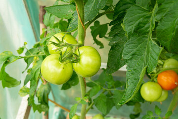 sprig with juicy vine-ripened green and black tomatoes