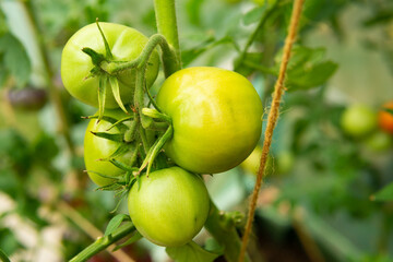 sprig with juicy vine-ripened green and black tomatoes