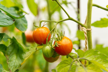 sprig of bush with green and orange tomatoes