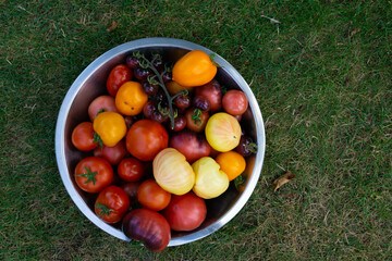 silver bowl overflowing with ripe coloured tomatoes on the grass