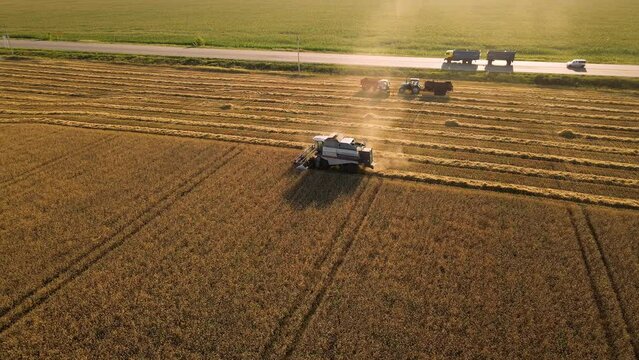 Combine agriculture machine harvesting ripe wheat field.