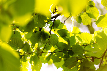 Summer sun shining through the green foliage of the trees. The concept of ecology, healthy lifestyle, natural cosmetics, zero waste. Copy space. Green background leaves.