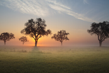 Fototapeta na wymiar Valley Oak Trees in the fog. 