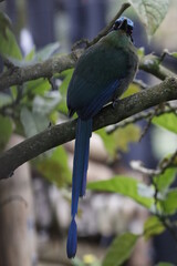 Momotus aequatorialis, Barranquero Coronado Ave emblema de Manizales, Caldas, Colombia. Un pájaro espectacular. 