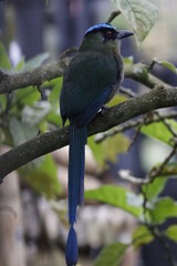 Momotus aequatorialis, Barranquero Coronado Ave emblema de Manizales, Caldas, Colombia. Un pájaro espectacular. 