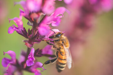 bee on a salvia flower