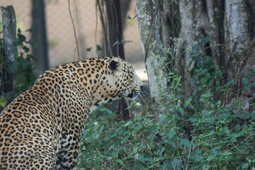 leopard in the zoo