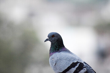 pigeon on the rock