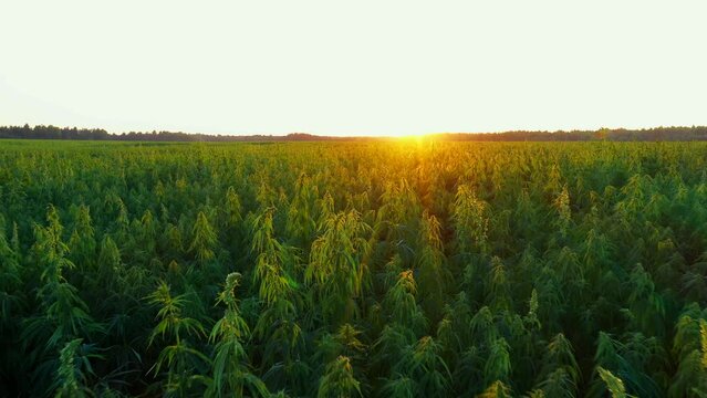 a large farm field of technical cannabis at a beautiful sunset slow and low flight Aerial Dron Shot