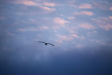Obraz premium bird at sunrise