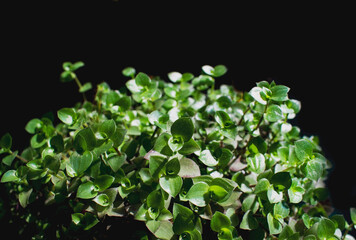 Green small plant leaves on a black isolated background with free space with blurred leaves