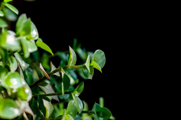 Green small plant leaves on a black isolated background with free space with blurred leaves