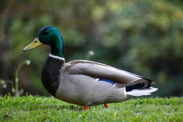 mallard side view