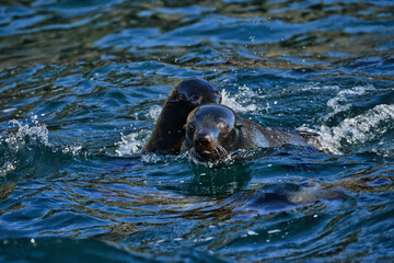 Obraz premium Lobo marino nadando, Chile 