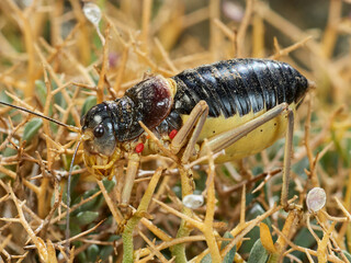 Armoured Ground-Crickets. Baetica ustulata.    