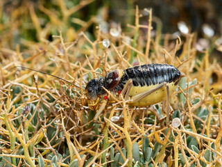 Armoured Ground-Crickets. Baetica ustulata.    
