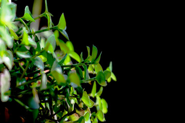 Green small plant leaves on a black isolated background with free space with blurred leaves