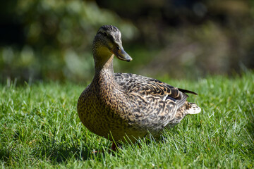 female duck
